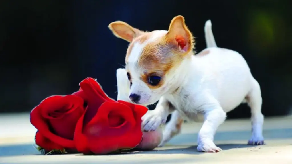 Miracle Milly Smallest Dog in the World