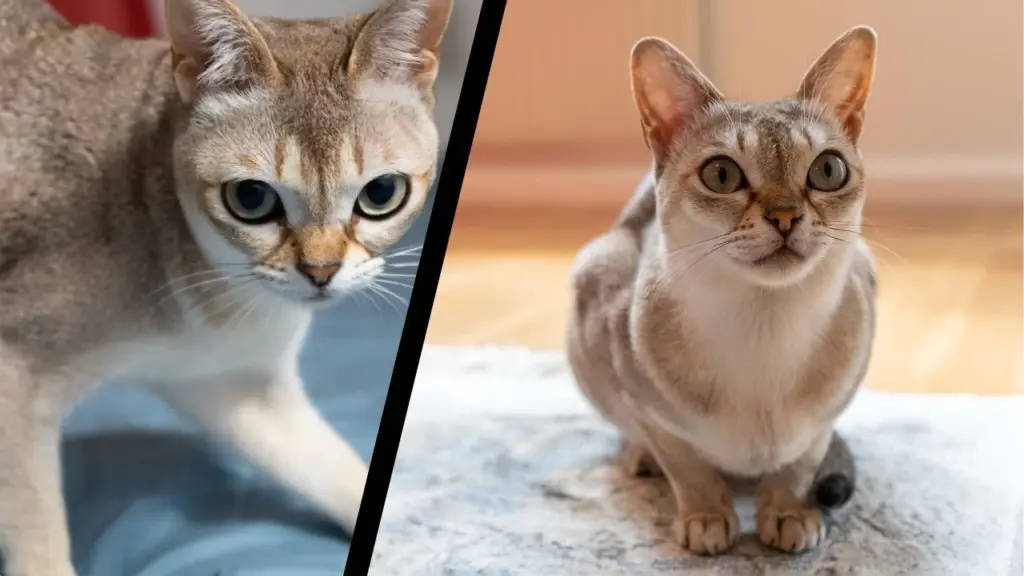 Singapura Cat (Domestic)