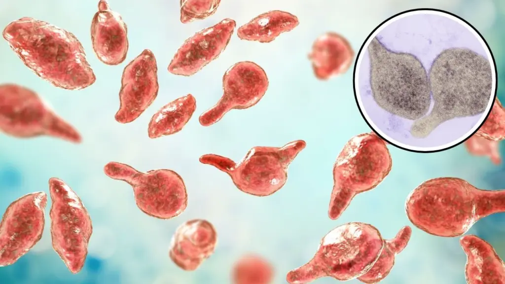 Real Image of Mycoplasma genitalium