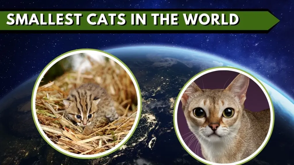 Meet the World's Smallest Cats!