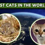 Meet the World's Smallest Cats!