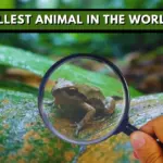 The Smallest Animal in the World_ Paedophryne amauensis