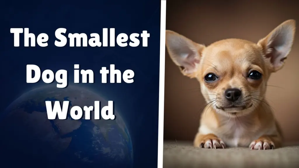 The Smallest Dog in the World_ She Fits in Your Palm!
