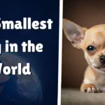 The Smallest Dog in the World_ She Fits in Your Palm!