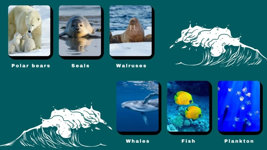 Animals Live in the Arctic Ocean