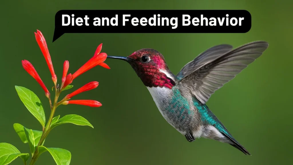Bee hummingbird Diet and Feeding Behavior