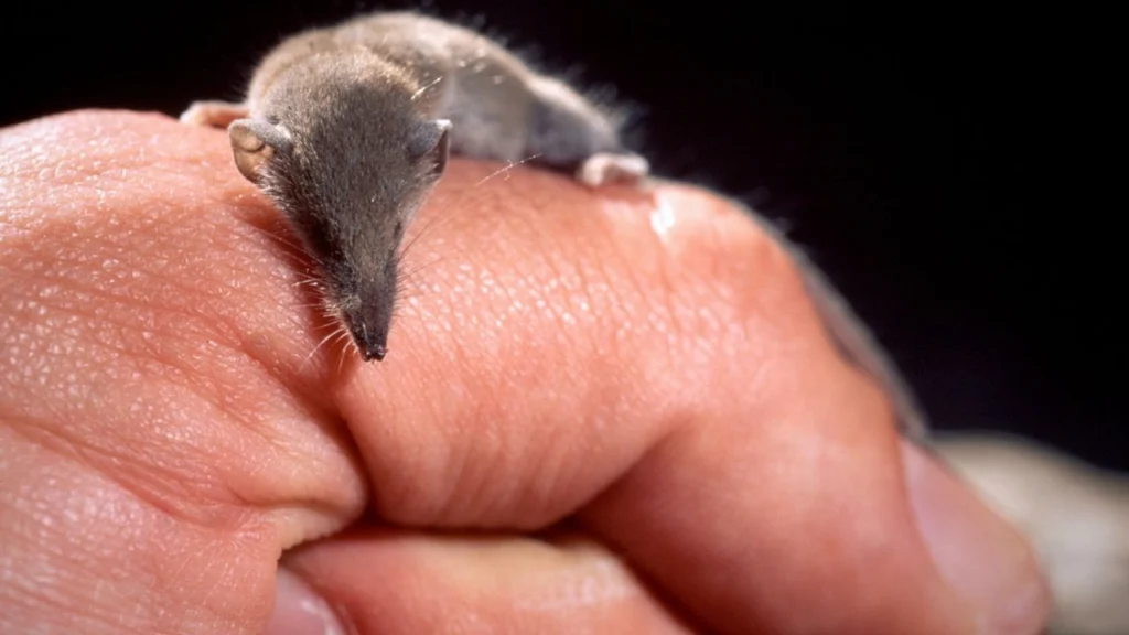 Meet the Smallest Mammal_ The Etruscan Shrew