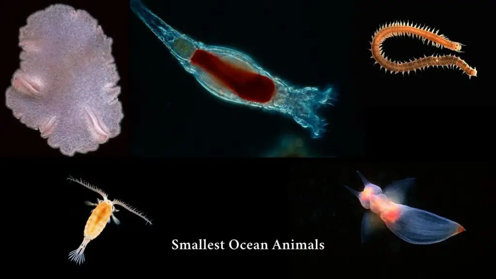 Other Smallest Ocean Animals