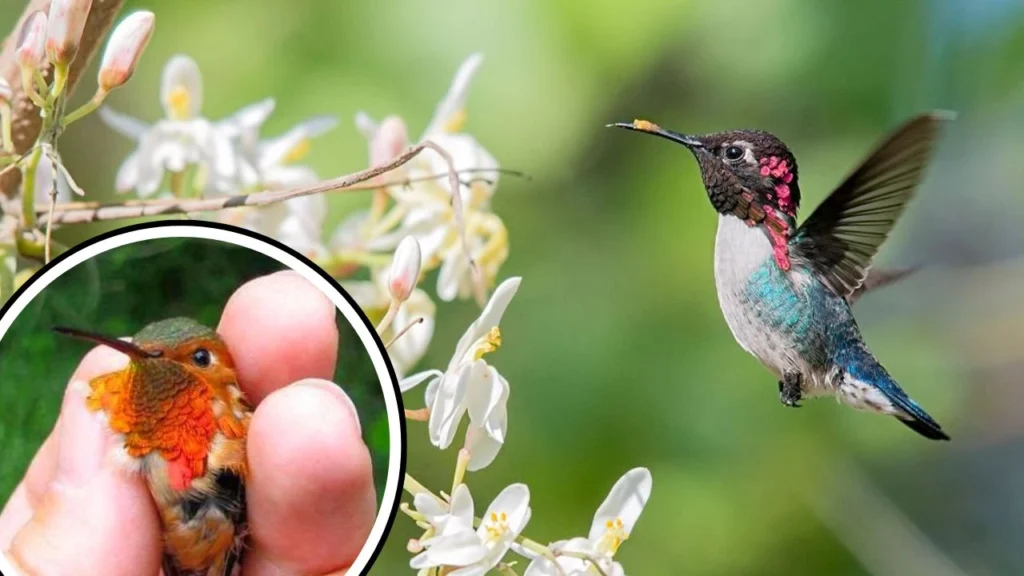 Real Image of Bee Hummingbird