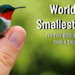 This Is the World’s Smallest Bird – You Won’t Believe How Small It Is!