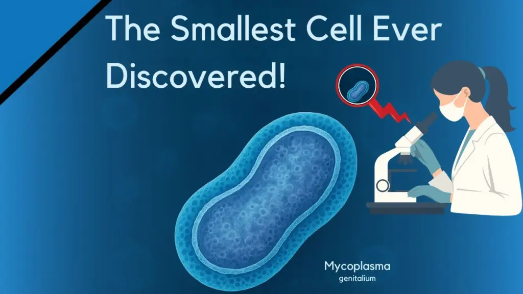 What Is the Smallest Cell Ever Discovered