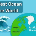 What is the Smallest Animal in the Ocean