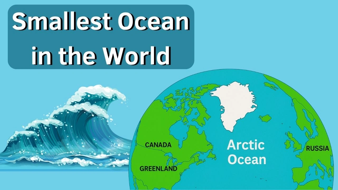 What is the Smallest Animal in the Ocean