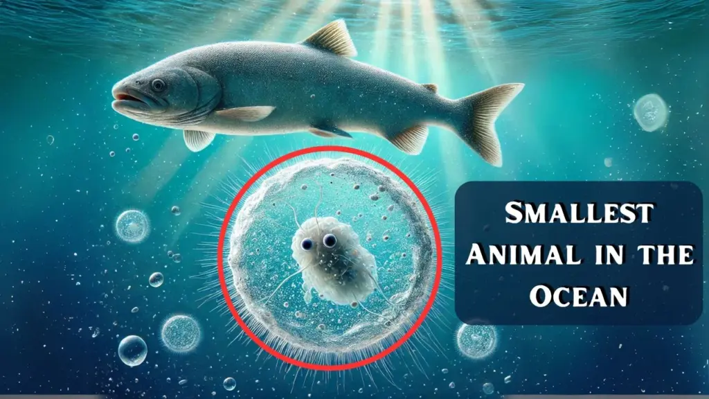 What is the Smallest Animal in the Ocean